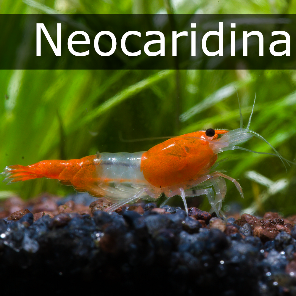 Neocaridina