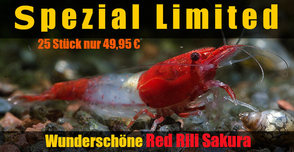 Red Rili Sakura Limited  Edition