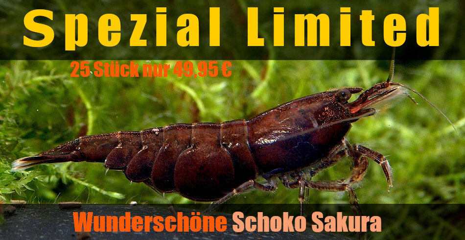 Schoko Sakura Garnele - Spezial Limited Edition, 25 Stück