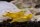 Yellow Fire Garnele (DNZ)