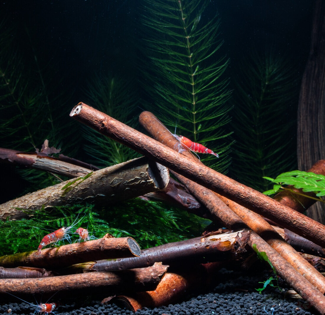 Deko-Zweige für Aquarium