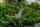 Ringelhandgarnele - Macrobrachium Assamense (Planarienfresser)
