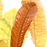 Aponogeton boivinianus Madagaskar-Speerblatt, Knolle