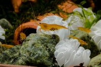 Original japanische Baby Shrimp Shelter, 20 Stück - blau