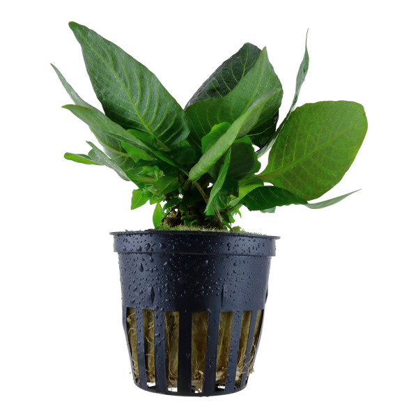 Hygrophila corymbosa Compact  im Topf