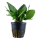 Hygrophila corymbosa Compact  im Topf