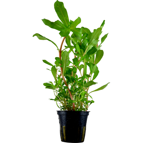 Ammannia crassicaulis im Topf