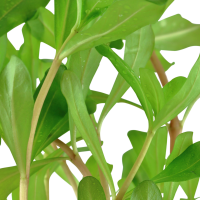Ammannia crassicaulis im Topf