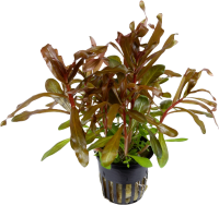 Ammannia crassicaulis im Topf