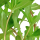 Ammannia crassicaulis im Topf