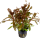 Ammannia crassicaulis im Topf