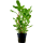 Ammannia crassicaulis im Topf