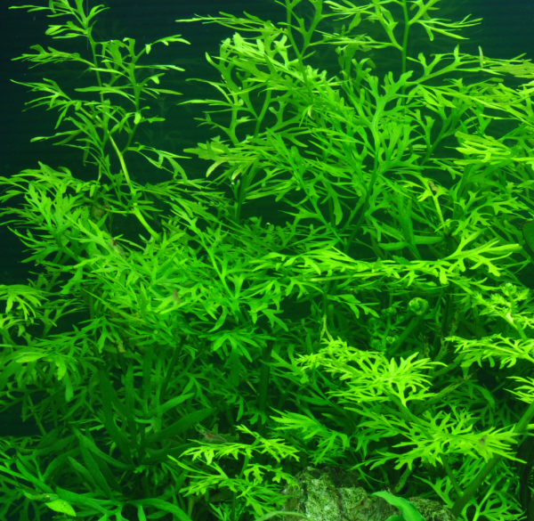 Ceratopteris thalictroides im Topf