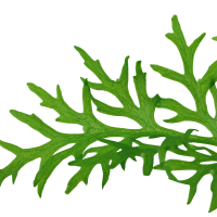Ceratopteris thalictroides im Topf