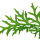 Ceratopteris thalictroides im Topf