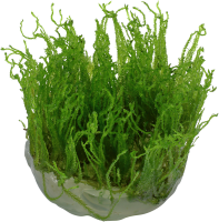 Taxiphyllum alternans "Taiwan Moss" 1-2-grow!
