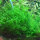 Taxiphyllum alternans "Taiwan Moss" 1-2-grow!