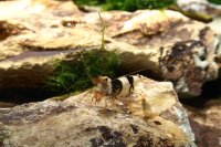 Black Bee (Grade A-S) Garnele (DNZ)