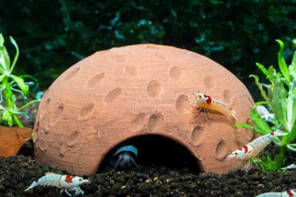Iglu Höhle  terracotta für Garnelen und Krebse - groß Ø15 cm