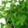 Hemianthus micranthemum glomeratum im Topf
