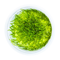 Taxiphyllum barbieri Bogor Moss 1-2-GROW!