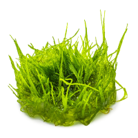 Taxiphyllum barbieri Bogor Moss 1-2-GROW!