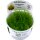 Taxiphyllum barbieri Bogor Moss 1-2-GROW!