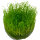Taxiphyllum barbieri Bogor Moss 1-2-GROW!