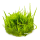 Taxiphyllum barbieri Bogor Moss 1-2-GROW!