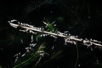 Shrimp Stick Lollies, Blütenpollen