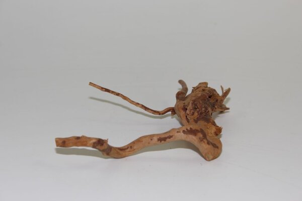 Moorkien Fingerwurzel #1448 - Shrimpchen unicorn 19x14x4 cm (LxBxH)