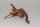 Moorkien Fingerwurzel #1499 - "Shrimpsfankurve" 21x15x9 cm (LxBxH)