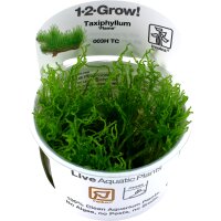 Taxiphyllum sp. Flame 1-2-Grow!