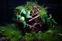 Garnelenspielball - Natural Nano Shrimp Shelter, klein (4 Stk,)