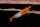 Orange Rili Garnele - Eiertragendes Weibchen - Importtiere