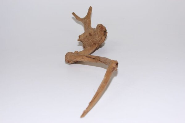 Moorkien Fingerwurzel #1610 -  Natürliche Haltung  24x21x11 cm (LxBxH)