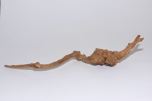 Moorkien Fingerwurzel #1610 -  Natürliche Haltung  24x21x11 cm (LxBxH)