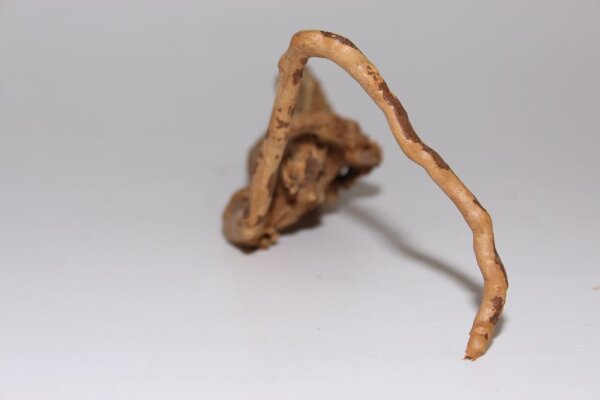 Moorkien Fingerwurzel #1869 -  Seemon  23x7x9 cm (LxBxH)