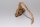 Moorkien Fingerwurzel #1869 - " Seemon " 23x7x9 cm (LxBxH)
