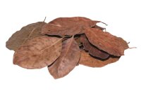 Jackleaves braun (Blätter des Jackfruchtbaumes), 10 Blätter