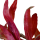 Alternanthera reineckii "Pink" (Rosa Papageienblatt) - Topfpflanze