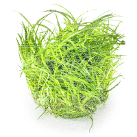 Eriocaulon cinereum 1-2-GROW!