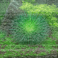 Eriocaulon cinereum 1-2-GROW!