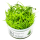 Eriocaulon cinereum 1-2-GROW!