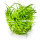 Eriocaulon cinereum 1-2-GROW!