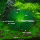 Eriocaulon cinereum 1-2-GROW!