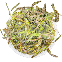 Hygrophila araguaia 1-2-GROW!  | Rrotbrauner Bodendecker