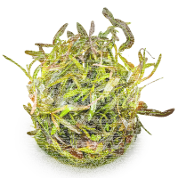 Hygrophila araguaia 1-2-GROW!  | Rrotbrauner Bodendecker