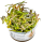 Hygrophila araguaia 1-2-GROW!  | Rrotbrauner Bodendecker