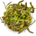 Hygrophila araguaia 1-2-GROW!  | Rrotbrauner Bodendecker